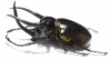 Chalcosoma atlas hesperus  Indonesia, Sulawesi  87mm - INSECTS-STORE.RU