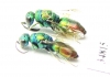 Chrysididae sp.  Russia, Tver reg. - INSECTS-STORE.RU