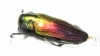 Belionota mniszechi  Indonesia, Halmahera isl. - INSECTS-STORE.RU