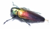 Belionota mniszechi  Indonesia, Halmahera isl. - INSECTS-STORE.RU