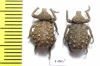 Brachyceridae sp.3  South Africa Rep. - INSECTS-STORE.RU
