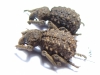 Brachyceridae sp.3  South Africa Rep. - INSECTS-STORE.RU