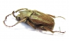Mycteristes rhinophylla  Indonesia, Java - INSECTS-STORE.RU