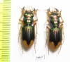 Megacephala euphratica  Iran, Khuzestan prov. - INSECTS-STORE.RU