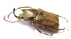 Mycteristes rhinophylla  Indonesia, Java - INSECTS-STORE.RU