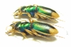 Megacephala euphratica  Iran, Khuzestan prov. - INSECTS-STORE.RU