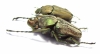 Mycteristes squamosa, pair  Indonesia, Sumatra - INSECTS-STORE.RU