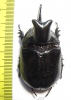 Trichogomphus lunicollis  Malaysia  53mm - INSECTS-STORE.RU