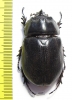 Trichogomphus vicinus  Indonesia, Papua 47mm - INSECTS-STORE.RU