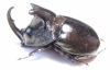 Trichogomphus lunicollis  Malaysia  53mm - INSECTS-STORE.RU