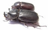 Ceratoryctoderus candezei, pair  Indonesia, Peleng isl. 38mm - INSECTS-STORE.RU