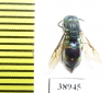 Chrysididae sp.  Russia, Tver reg. - INSECTS-STORE.RU