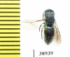 Chrysididae sp.  Russia, Tver reg. - INSECTS-STORE.RU