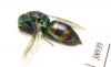 Chrysididae sp.  Russia, Tver reg. - INSECTS-STORE.RU