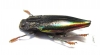 Cyphogastra rolleyi  Indonesia, Moa isl. - INSECTS-STORE.RU