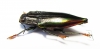 Cyphogastra rolleyi  Indonesia, Moa isl. - INSECTS-STORE.RU