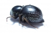 Psammodes sp.  South Africa Rep. - INSECTS-STORE.RU