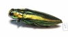 Iridotaenia tonkinea  Thailand - INSECTS-STORE.RU