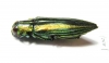 Iridotaenia tonkinea  Thailand - INSECTS-STORE.RU