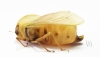Bullacris sp.1  South Africa Rep. - INSECTS-STORE.RU