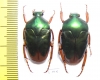 Lomaptera sp., pair  Indonesia, Wallir isl. - INSECTS-STORE.RU