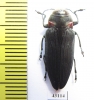 Belionota prasina  Indonesia, Seram isl. - INSECTS-STORE.RU