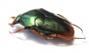 Lomaptera sp.  Indonesia, Wallir isl. - INSECTS-STORE.RU