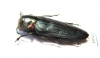 Belionota prasina  Indonesia, Seram isl. - INSECTS-STORE.RU