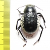 Pisterotarsa kiritschenkoi  Uzbekistan - INSECTS-STORE.RU