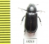 Ceruchus punctatus  USA - INSECTS-STORE.RU