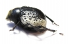 Pisterotarsa kiritschenkoi  Uzbekistan - INSECTS-STORE.RU