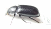 Ceruchus punctatus  USA - INSECTS-STORE.RU