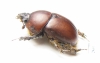 Eubolbitus radoszkowskii  Tajikistan - INSECTS-STORE.RU