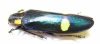 Megaloxantha bicolor  gigantea, male  India, W.Bengal  61mm - INSECTS-STORE.RU