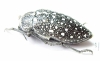 Julodis euphratica  Uzbekistan - INSECTS-STORE.RU