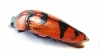 Calodema plebeia  Australia  40mm - INSECTS-STORE.RU