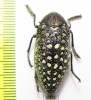 Julodis euphratica aegyptiorum  Oman - INSECTS-STORE.RU