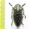 Julodis variolaris brendelli  Iran, Sistan prov. - INSECTS-STORE.RU