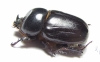 Dynastinae sp.  South Africa Rep. - INSECTS-STORE.RU