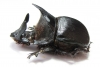 Heliocopris andersoni  Zambia 53mm - INSECTS-STORE.RU