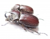 Coelosis biloba, pair  Colombia 35mm - INSECTS-STORE.RU