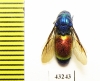 Chrysididae sp.  Kazakhstan - INSECTS-STORE.RU