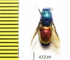 Chrysididae sp.  Kazakhstan - INSECTS-STORE.RU