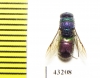 Chrysididae sp.  Kazakhstan - INSECTS-STORE.RU