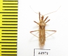 Hemiptera sp.  Indonesia, Java - INSECTS-STORE.RU