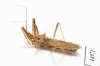 Hemiptera sp.  Indonesia, Java - INSECTS-STORE.RU