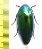Sternocera aequisignata  Thailand - INSECTS-STORE.RU