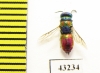Chrysididae sp.  Kazakhstan - INSECTS-STORE.RU
