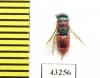 Chrysididae sp.  Kazakhstan - INSECTS-STORE.RU