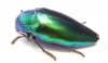 Sternocera aequisignata  Thailand - INSECTS-STORE.RU